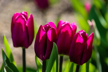 Pink tulips in the garden in spring
