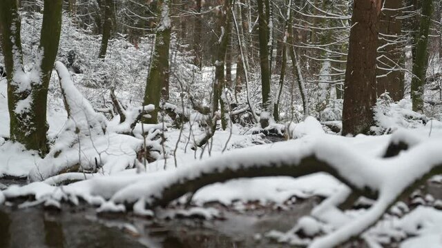Th&uuml;ringer Wald: Pfanntalsteich bei Oberhof im Winter