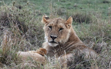 Fototapeta na wymiar Lion lies in the grass