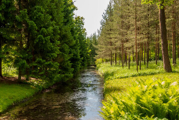 Fototapeta na wymiar A body of water in a green forest. Summer landscape on a sunny day.
