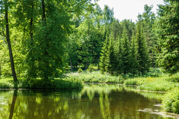 Fototapeta na wymiar A body of water in a green forest. Summer landscape on a sunny day.
