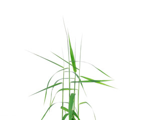 green grass nature isolated on white background