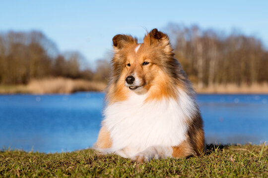 Stunning nice fluffy sable white shetland sheepdog, sheltie early spring outside portrait on the lake coast. Small lassie, little collie dog lies outdoors with background of blue lake water and sky 