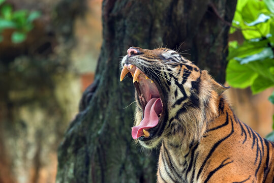 Close up photo of a Sumatran tiger