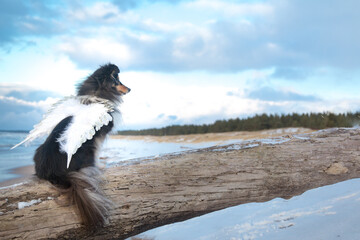 Wonderful black and white shetland sheepdog with white angel wings sitting outdoors on the beach...