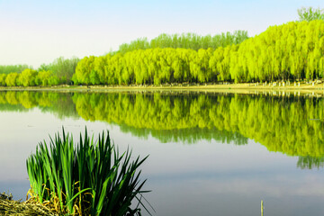 Obraz premium China Beijing Summer Palace misty lake and tree view