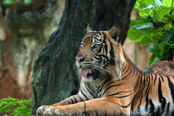 Fototapeta na wymiar Close up photo of a Sumatran tiger