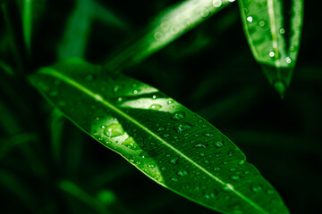 water drops on ficus leaves