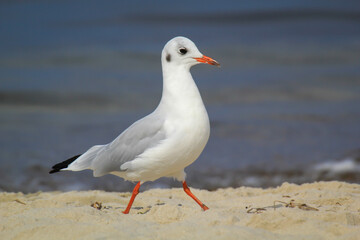 Naklejka premium Portrait einer Lachmöwe, Möwe an der Ostsee.