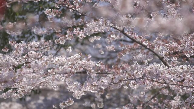Cherry Blossom Blowing in Wind. High quality video footage
