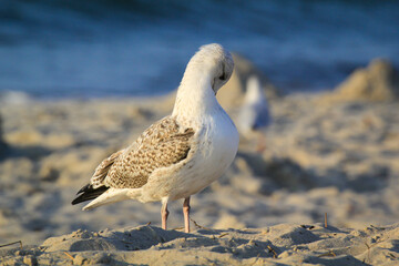 Portrait einer Mantelmöwe, Möwe an der Ostsee.