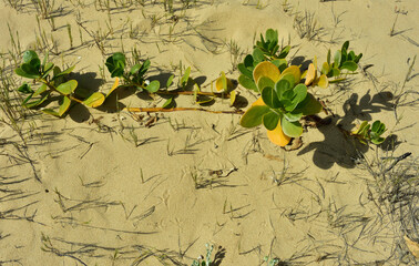 Gullfeed or beach berry is a succulent which grows on coastal dunes in the tropics and subtropics