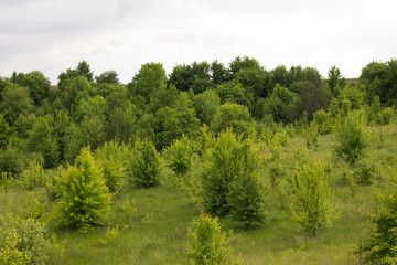 Fototapeta premium trees in the forest