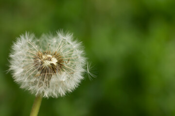 dandelion on green background