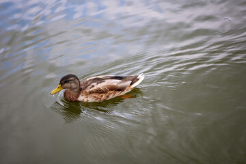Fototapeta premium Stockenten in einem Teich. Die Stockente ist eine Vogelart und gehört zu den Entenvögeln. 