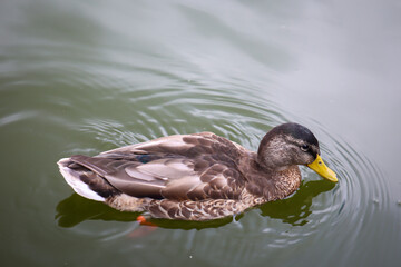 Stockenten in einem Teich. Die Stockente ist eine Vogelart und gehört zu den Entenvögeln.
