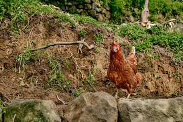 Free-grazing domestic hen on a traditional free range poultry organic farm. Adult chicken are walking on the soil.