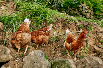 Free-grazing domestic hens on a traditional free range poultry organic farm. Adult chickens are walking on the soil.