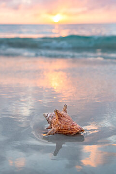 Jamaica, Conch shell on beach at sunset