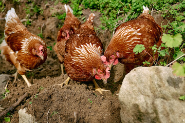 Free-grazing domestic hens on a traditional free range poultry organic farm. Adult chickens are walking on the soil.