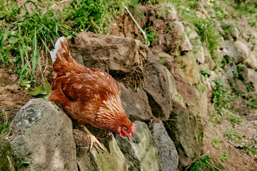 Free-grazing domestic hen on a traditional free range poultry organic farm. Adult chicken are walking on the soil.