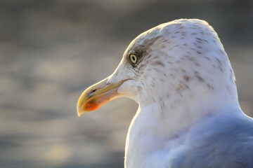 Portrait einer Mantelmöwe, Möwe an der Ostsee.