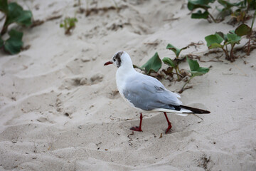 Portrait einer Lachmöwe, Möwe an der Ostsee.