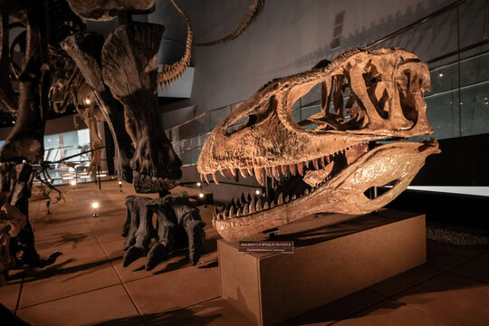 Fukui, Japan - February 22 2016: Carcharodontosaurus Skull at Fukui Prefectural Dinosaur Museum, Carcharodontosaurus is a large carnivorous dinosaurs which is as large as T-rex