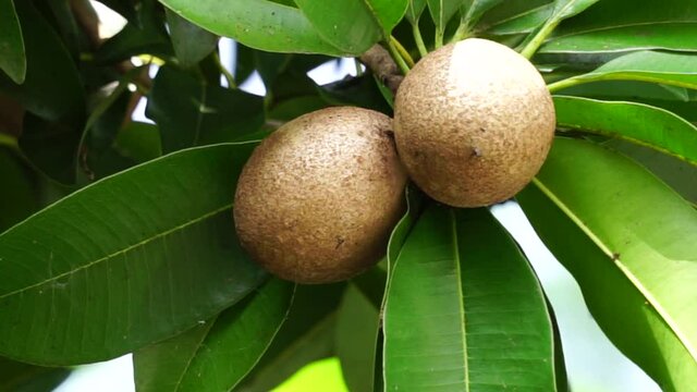 Sapodilla fruit (Also called Manilkara zapota, sapota, chikoo, naseberry, sawo, nispero). The name "zapota" from the Spanish zapote ultimately derives from the Nahuatl word tzapoti. juicy and watery