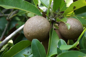 Sapodilla fruit (Also called Manilkara zapota, sapota, chikoo, naseberry, sawo, nispero). The name...