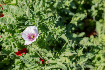 Close up photo of poppy flower 