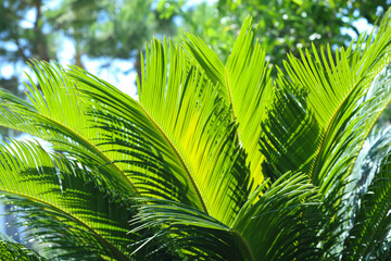 Green tropical leaves texture close up background. Green leaves. Fresh palm leaves. Palm tree...