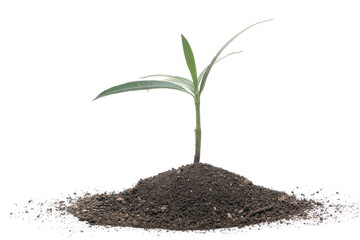 Oleander with soil (Nerium oleander) isolated on white 