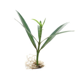 Oleander (Nerium oleander), leaves, stem and root isolated on white 