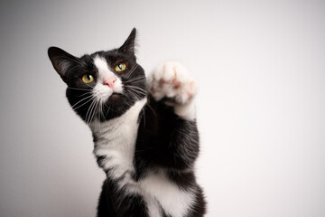 black and white tuxedo cat begging for food raising paw on white background with copy space
