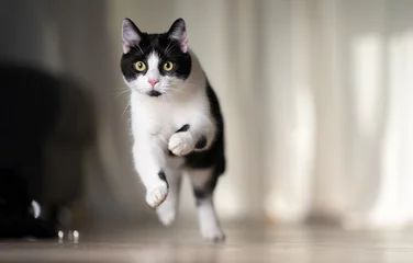 Tuinposter playful black and white cat running indoors at high speed with copy space © FurryFritz