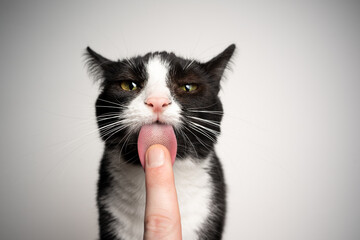 black and white tuxedo cat licking finger of human hand looking at camera on white background