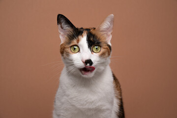 hungry white calico cat looking excited licking lips on brown background