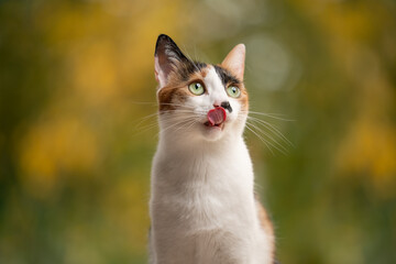 Naklejka na ściany i meble hungry calico white cat licking lips looking to the side on natural autumn color background with copy space