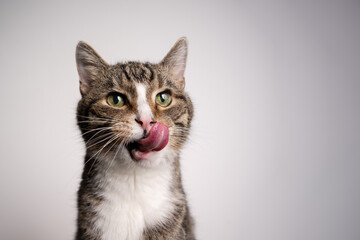 tabby white cat with mouth open  licking lips looking hungry on white background