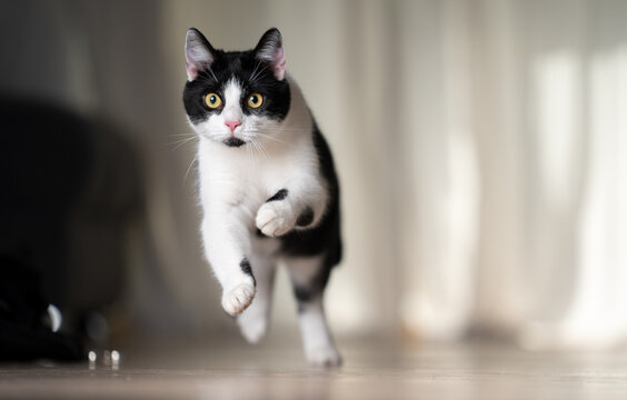 playful black and white cat running indoors at high speed with copy space