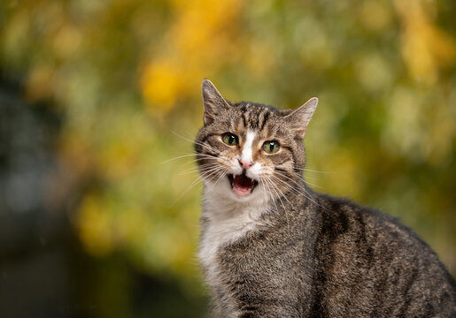 old tabby white cat meowing outdoors portrait in autumn