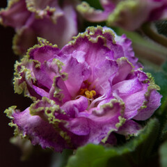 Blooming pink violet flowers