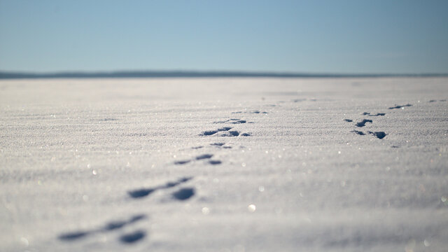 footprints in the winter