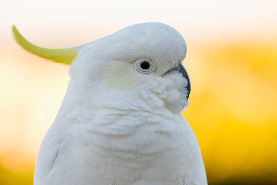 Sulphur-crested&nbsp;cockatoo&nbsp;(Cacatua&nbsp;galerita)