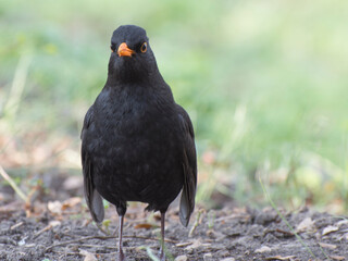 Male Eurasian black blackbird (Turdus merula).