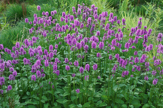 Common Hedgebettle (Betonica officinalis). Called Betony, Purple betony, Wood betony and Bishopwort also. Another botanical name is Stachys officinalis