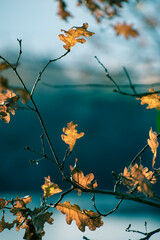 Branches d'arbres 1