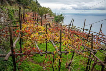 Vineyards near Furore, San Michele, Agerola, Amalfi Coast, Italy, with grapevines in fall colors,...