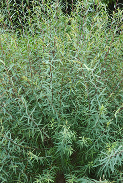 Purple willow (Salix purpurea). Called Purpleosier willow and Purple osier also